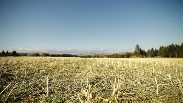 Heuhaufen werfen — Stockvideo