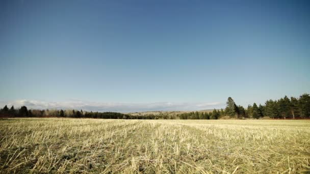 Heuhaufen werfen — Stockvideo