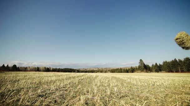 Heuhaufen werfen — Stockvideo