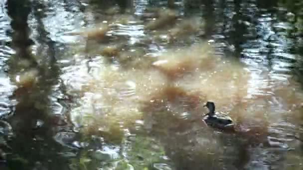 Les canards nagent 