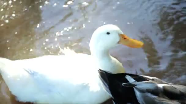 Los patos nadan — Vídeo de stock