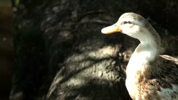 Patos nadam — Vídeo de Stock