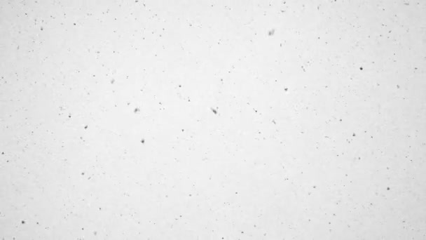 Snowing (Black on White) — Stock Video