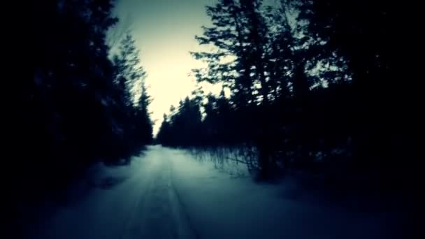 Τρέχει στο δάσος - χειμώνας — Αρχείο Βίντεο