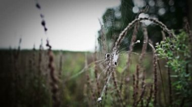 doğada sarı örümcek argiope frelon bruennichi