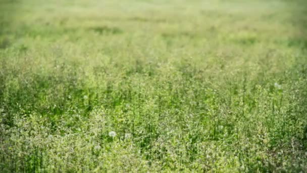 Viento en un campo — Vídeos de Stock