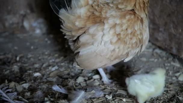 Курица с курицей — стоковое видео