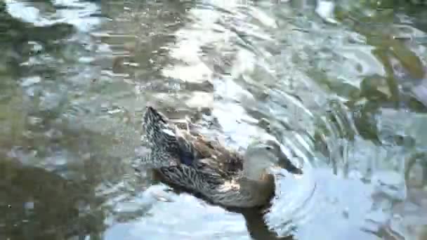 Úszó kacsák — Stock videók