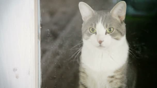 Cat behind glass — Stock Video
