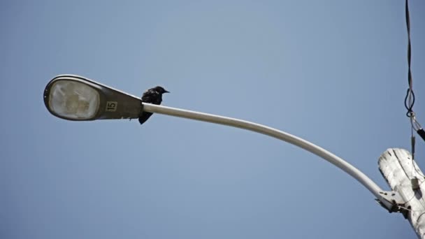 Bird sitting on a pole — Stock Video