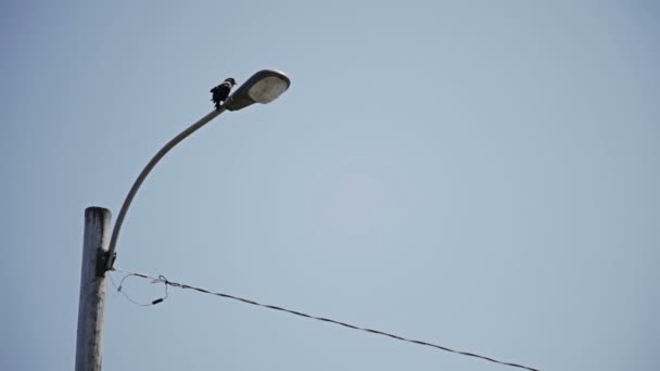 Bird sitting on a pole — Stock Video