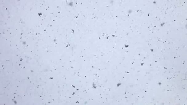 Сніг падає на лінзу — стокове відео