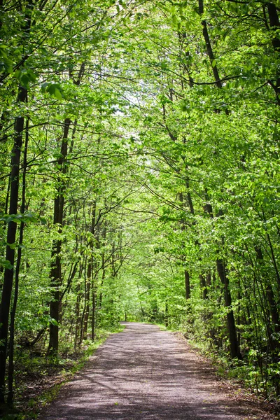 Ormanda yol — Stok fotoğraf
