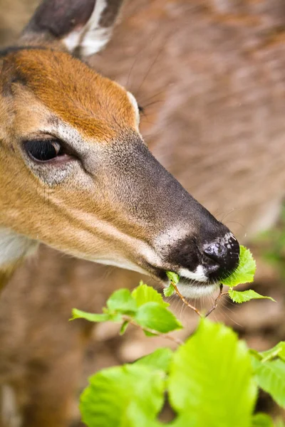 Deer in nature — Stock Photo, Image