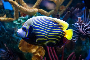 İmparatorluk anglefish closeup saltwater akvaryum