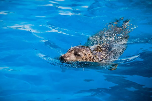 Sigillo calmo Nuoto nell'acqua blu — Foto Stock