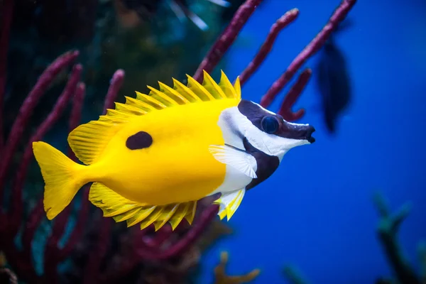 Onespot foxface rabbitfish zbliżenie w akwarium morskie — Zdjęcie stockowe