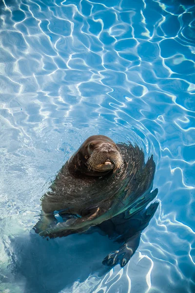 Divertente tricheco in una piscina guardando la fotocamera — Foto Stock