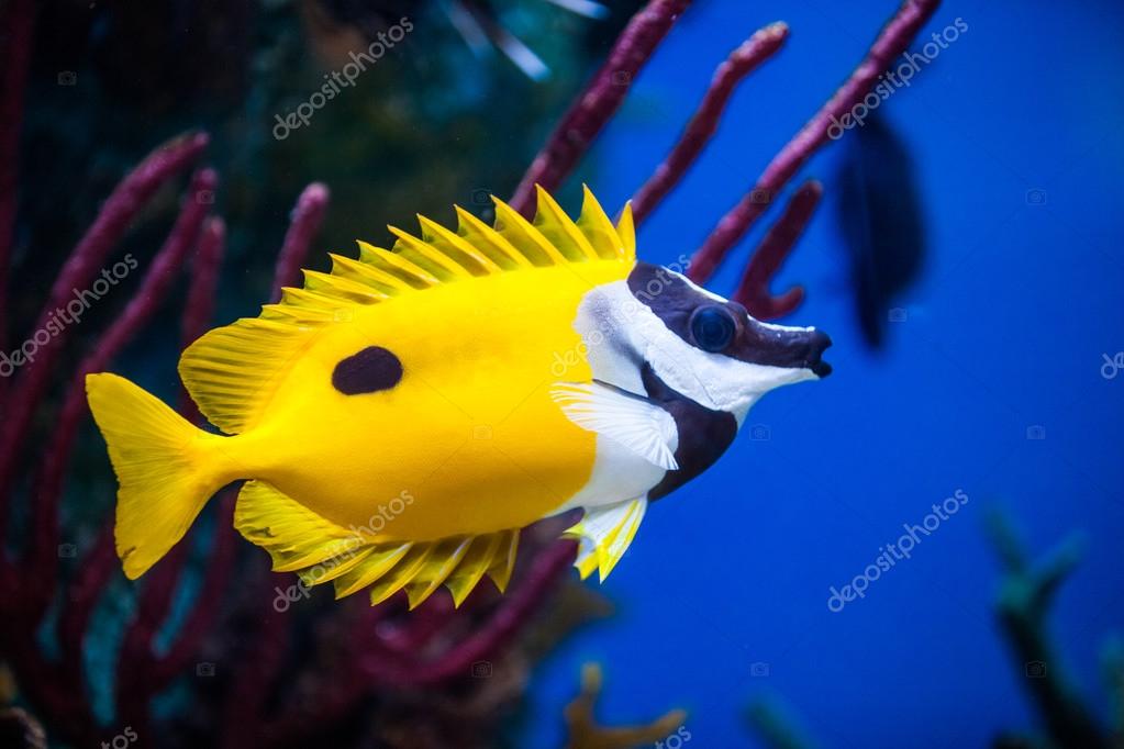 Foxface rabbitfish care hotsell