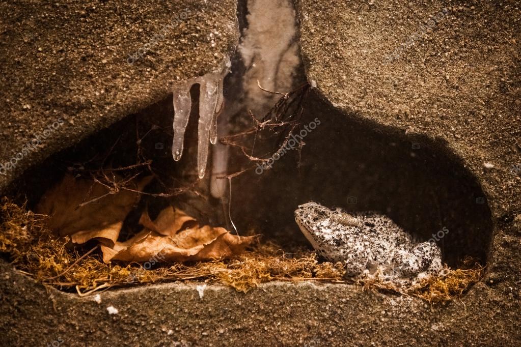 Hibernation. Frozen Frog in its Winter habitat — Stock Photo © aetb