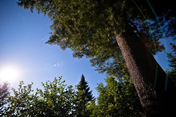 Noche y luna llena en el bosque bajo un pino — Foto de Stock