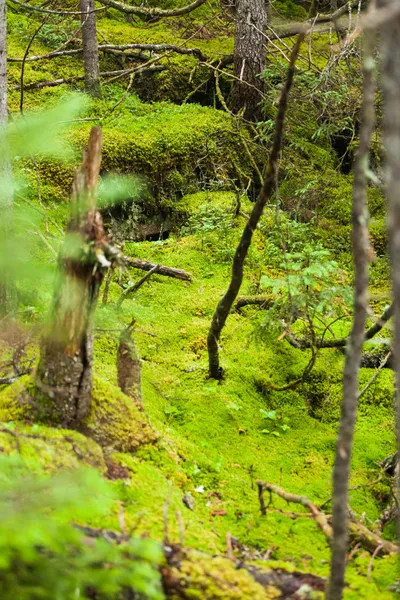 Árvore Moss profundamente em uma floresta selvagem . — Fotografia de Stock