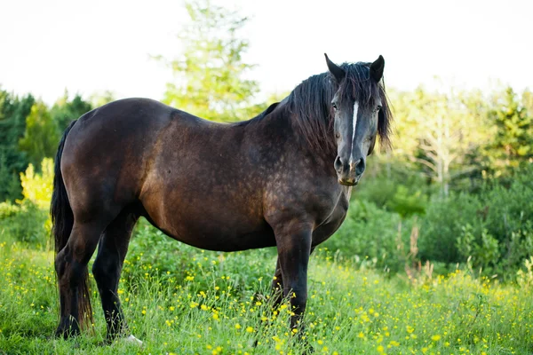 Zijaanzicht van een mooi sterke paard in de natuur — Stockfoto