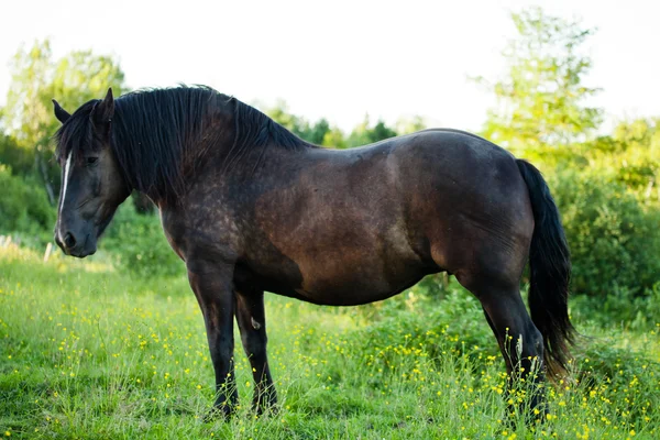 Vista lateral de un hermoso caballo fuerte en la naturaleza — Foto de Stock