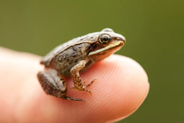 Miniatur vom Sitzen auf einem riesigen Finger — Stockfoto