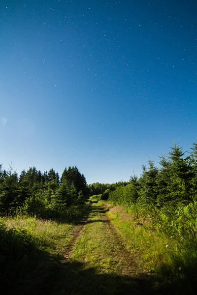 Landweg in het bos met duidelijke hemel en sterren 's nachts — Stockfoto