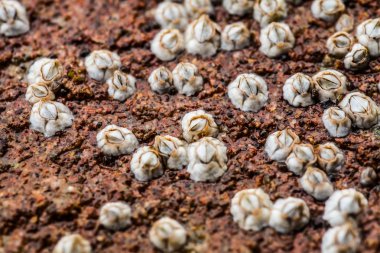 bazı beyaz balanus glandula bir kayanın üzerinde makro