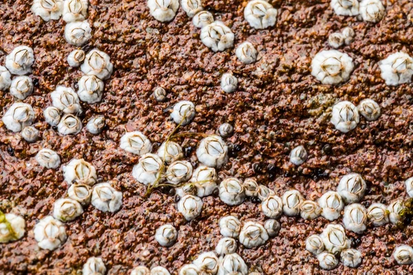 Macro of Some white Balanus glandula on a rock — Stock Photo, Image