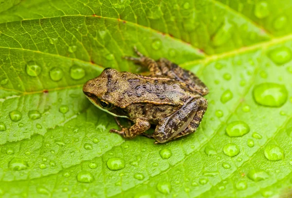 Miniatura da seduta su una foglia bagnata — Foto Stock