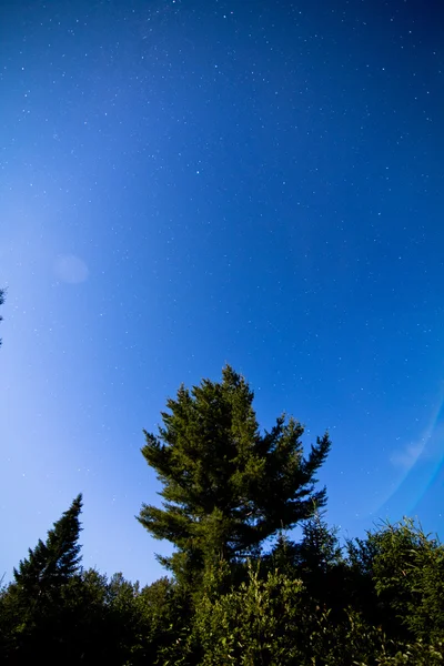 Nuit et pleine lune dans la forêt — Photo