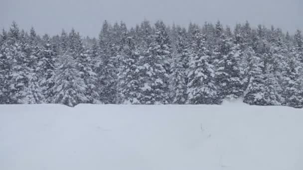 osamělý muž sněžné skútry v prašném sněhu
