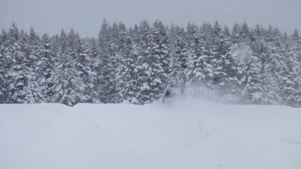 粉の雪で孤独な男スノーモービル — ストック動画