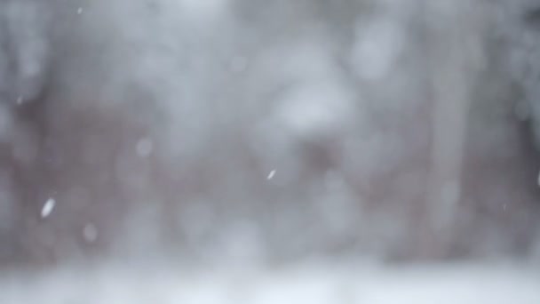 Grandes copos de nieve cayendo durante un día de invierno — Vídeos de Stock