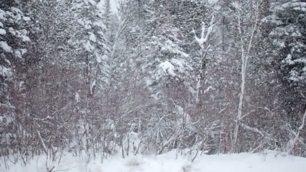 Flocos de neve grandes caindo durante um dia de inverno — Vídeo de Stock