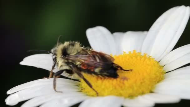 Makro video av ett bi på en daisy blomma — Stockvideo