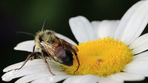 Makro papatya çiçeği bir arıya video — Stok video