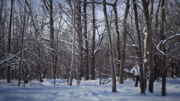 Woman Cross-Country Skiing — Stock Video