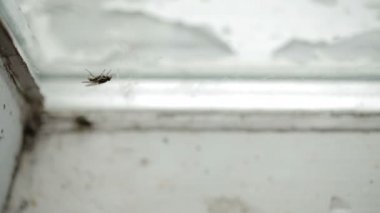 bir pencere bölmesinde pis sinek