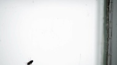 bir pencere bölmesinde pis sinek