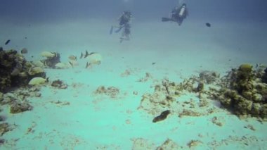 tüplü dalış grubu ve balıklar san andres