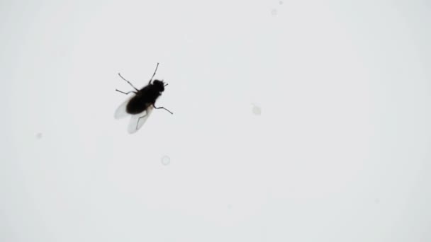 Vilaine mouche domestique sur un volet de fenêtre 