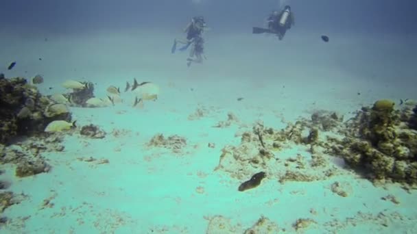 Skupina potápění a ryb v san andres — Stock video