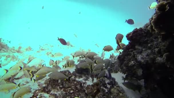 Under vattnet grottor prospektering i tropiska hav, san Andrés, colombia — Stockvideo