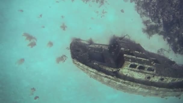Фридайвер плавает глубоко под водой — стоковое видео