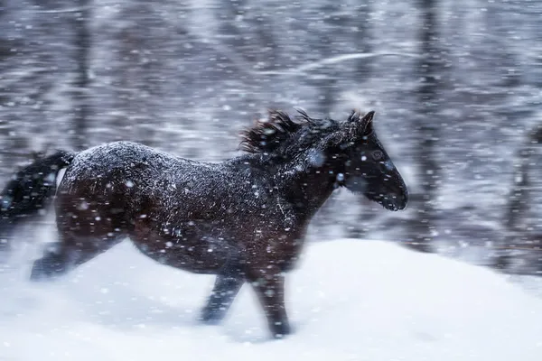 Snabb häst galopperar under en snöstorm i naturen — Stockfoto