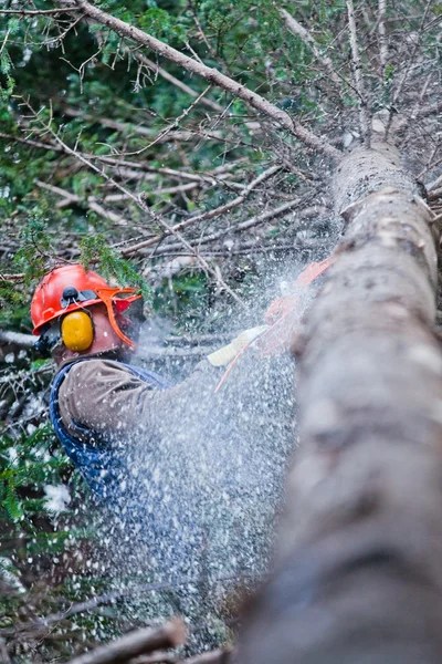 Professional Lumberjack Cutting a big Tree in the Forest — Stock Photo, Image